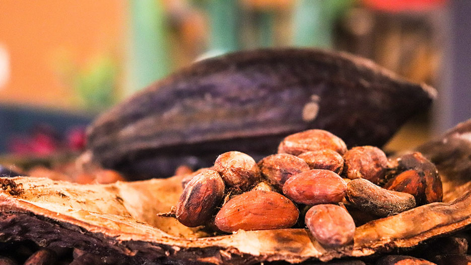 Cocoa Processing Company: Producing High Quality Chocolate Products in Ghana