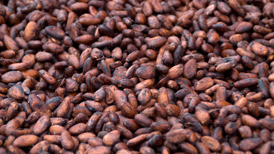 Ivory Cocoa Products : fèves de cacao avant transformation