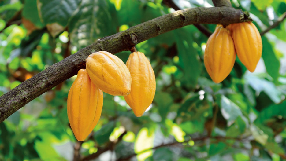 Organisation Mondiale des Cultivateurs de Cacao