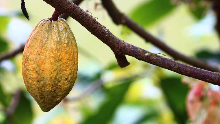 Cacao en Côte d’Ivoire : Valeur Ajoutée et Avantages Concurrentiels de Kineden