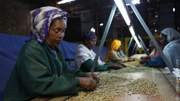 Addis Exporter coffee processing