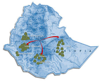 Coffee map Ethiopia