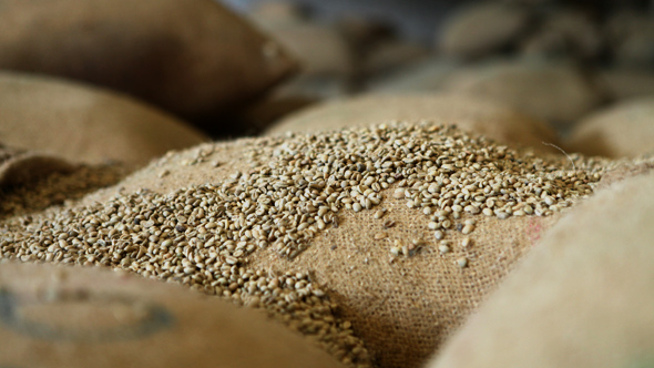 Ethiopia’s export commodities and export markets: Coffee, gold and fluctuating prices