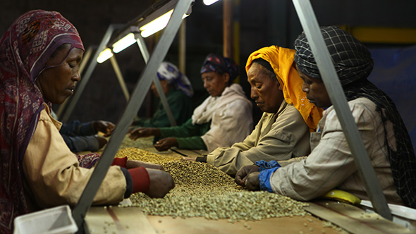 Coffee industry in Ethiopia: 2014 will be very challenging for Ethiopian coffee exporters