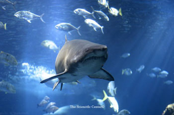 A shark in the Scientific Center of Kuwait