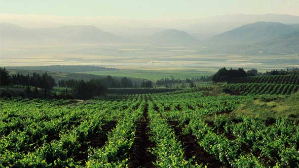 Future of Lebanese Wine Depends on Stability and Competition