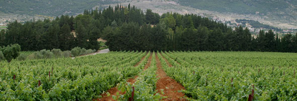 Lebanon wine production