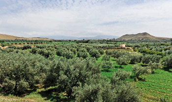 Olive Trees Agro Industry in Oriental