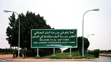 The Largest Integrated Dairy Farm in the World is in Saudi Arabia
