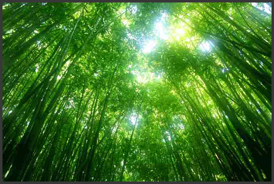 Getting green