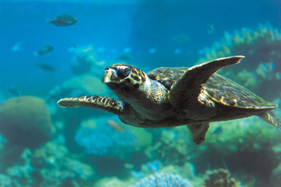 Aqaba underwater