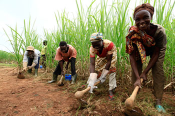 Secteur Agricole en Côte d'Ivoire