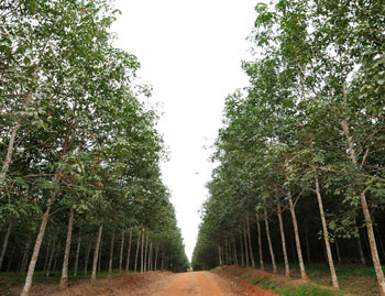 Investissement agricole en Côte d'Ivoire