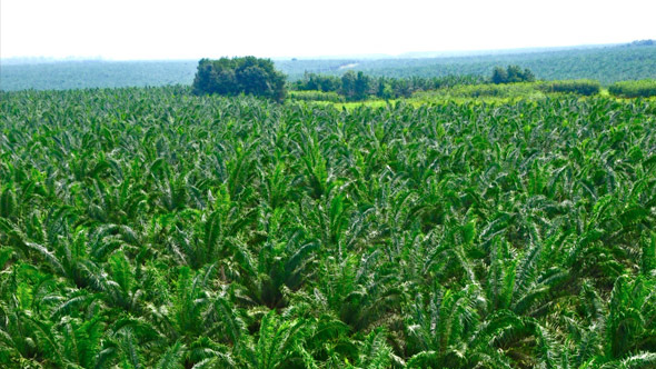 Agriculture in Côte d'Ivoire: Analysis of Agricultural Sector