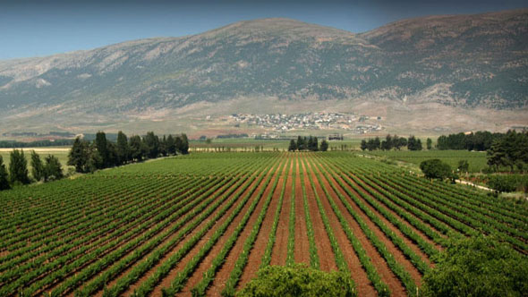 Chateau Ksara