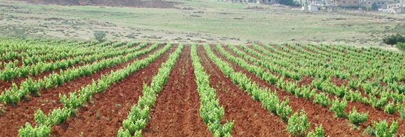 Viniards Kefraya Viniards Kefraya