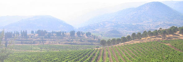Kefraya Vignoble Kefraya Vignoble