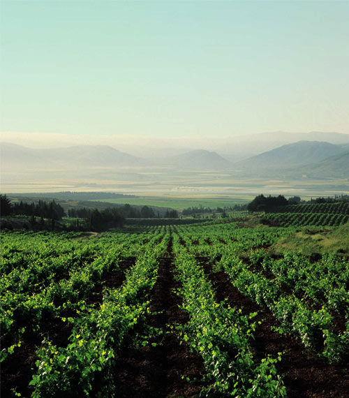 Vineyards-3.jpg Chateau Kefraya