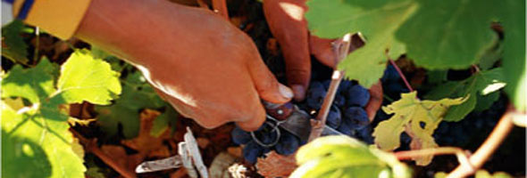 Kefraya Harvest Kefraya Harvest