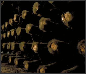 ksara-caves-closer.jpg Ksara Caves Closer