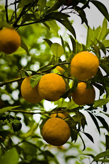 Meknes Church Oranges Credit Agricole Maroc