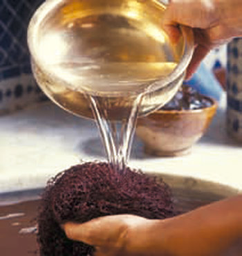 Morocco Argan Oil