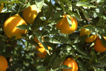 Tadla Azilal Agroindustry