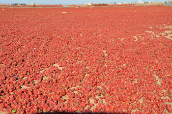 Tadla Azilal Tomatoes