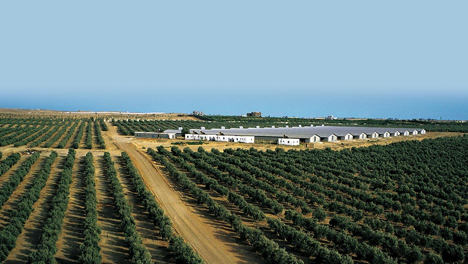Top Agriculture & Agribusiness Companies in Egypt