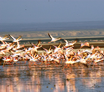 Flamingos at Lake Abijata
