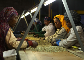 coffee processing Ethiopia