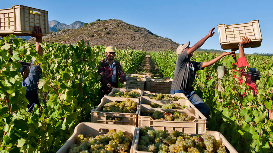 Wines of South Africa: Exports of South African Higher-tier Wines